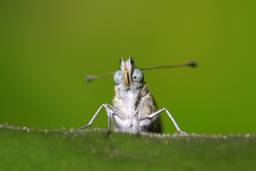 cloud white butterfly