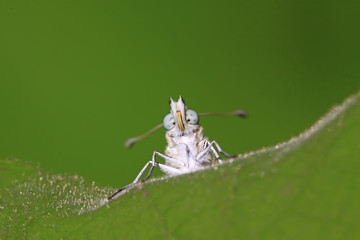 cloud white butterfly