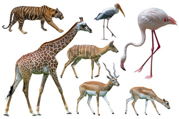 Animals of Africa isolated on white background