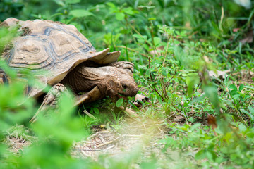 Sulcata tortoise