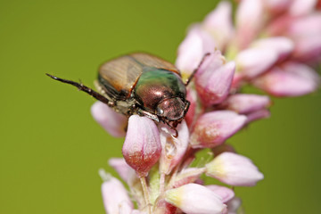 dung beetles
