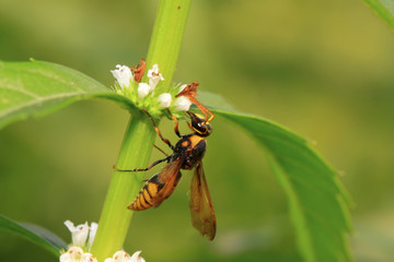 hornet flower-counting in the wild