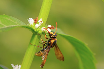 hornet flower-counting in the wild