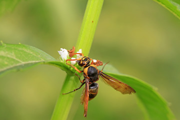 hornet flower-counting in the wild