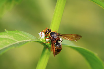 hornet flower-counting in the wild