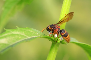 hornet flower-counting in the wild