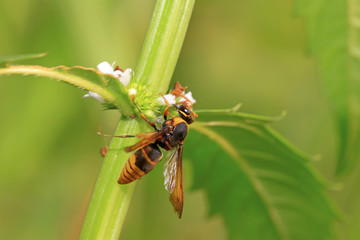 hornet flower-counting in the wild