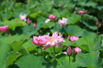 きれいな蓮の花