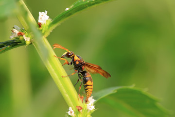 hornet flower-counting in the wild