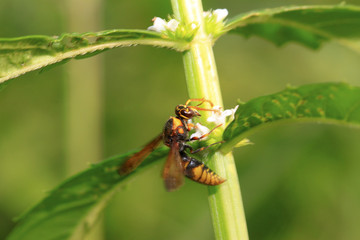 hornet flower-counting in the wild
