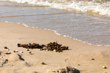 seawead at beach north sea