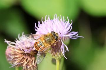 syrphidae insects