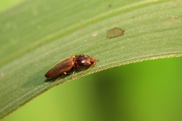 buckle beetles