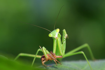 mantis perched on the leaves