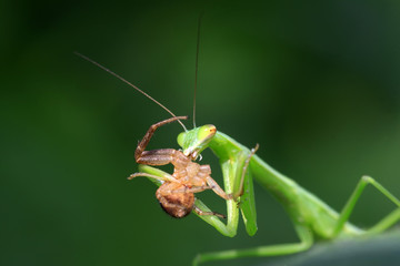 mantis perched on the leaves