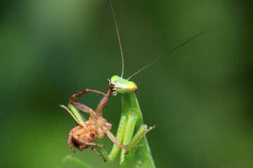 mantis perched on the leaves