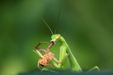 mantis perched on the leaves