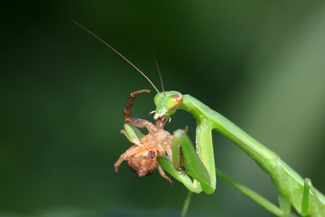 mantis perched on the leaves