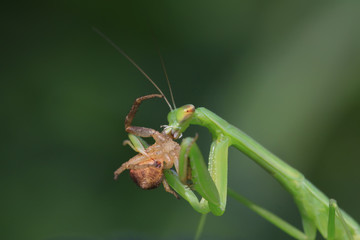 mantis perched on the leaves