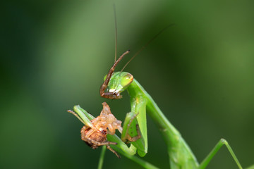 mantis perched on the leaves