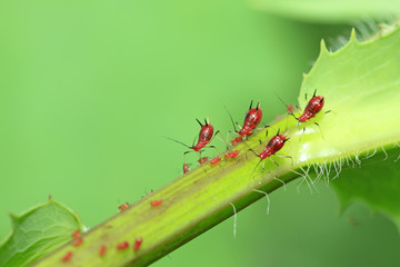 aphid on green plant