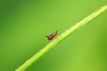 aphid on green plant
