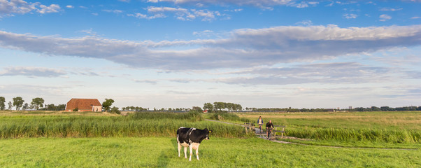Fototapeta na wymiar Panorama of a cow and people on a bicycle path in Groningen, Netherlands