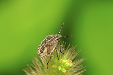 stinkbug on green leaf