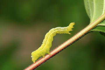 geometrid on green leaf in the wild