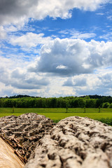 Holz in der Natur