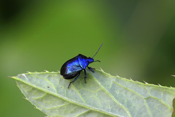 purple stinkbug on green leaf