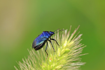 purple stinkbug on green leaf