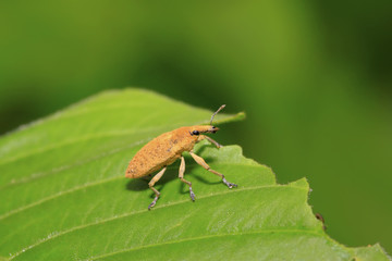weevil