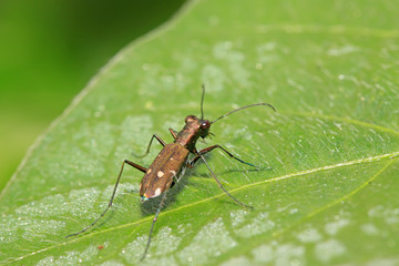 tiger beetles