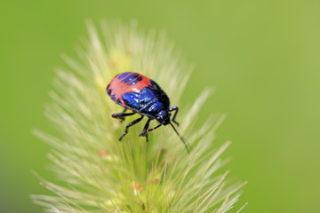 stinkbug larvae on green leaf