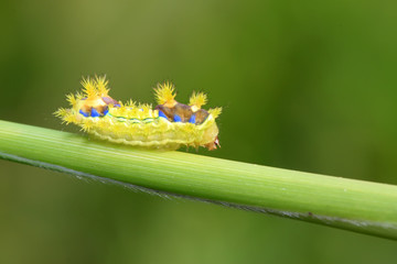 thorn moth larvae