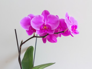 Fototapeta na wymiar Flowering pink phalaenopsis orchid