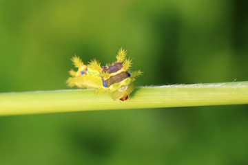 thorn moth larvae