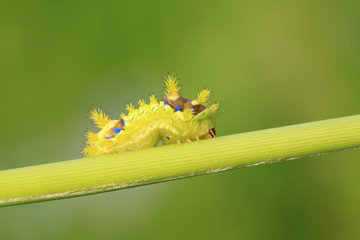 thorn moth larvae