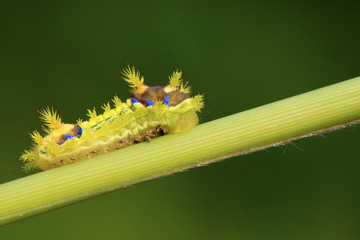 thorn moth larvae