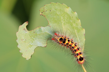 clostera anachoreta