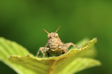 locust