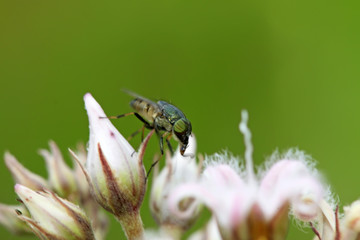 closeup of Stomorhina insects