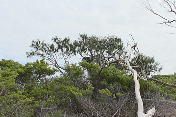 Nid dans un arbre