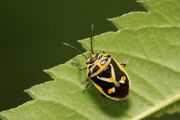 stinkbug on green leaf
