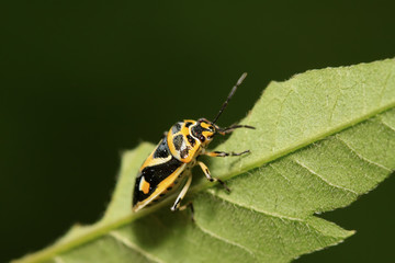 stinkbug on green leaf