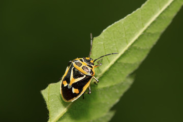 stinkbug on green leaf