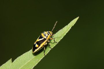 stinkbug on green leaf