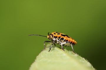 stinkbug on green leaf