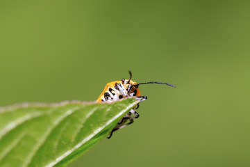 stinkbug on green leaf